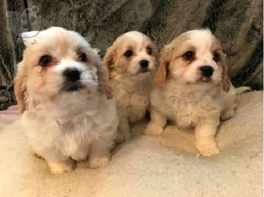PoulaTo: Πωλούνται πολύ όμορφα κουτάβια F1 Cavachon